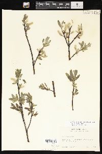 Salix wolfii image