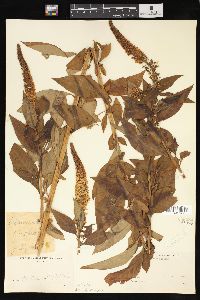 Lysimachia clethroides image