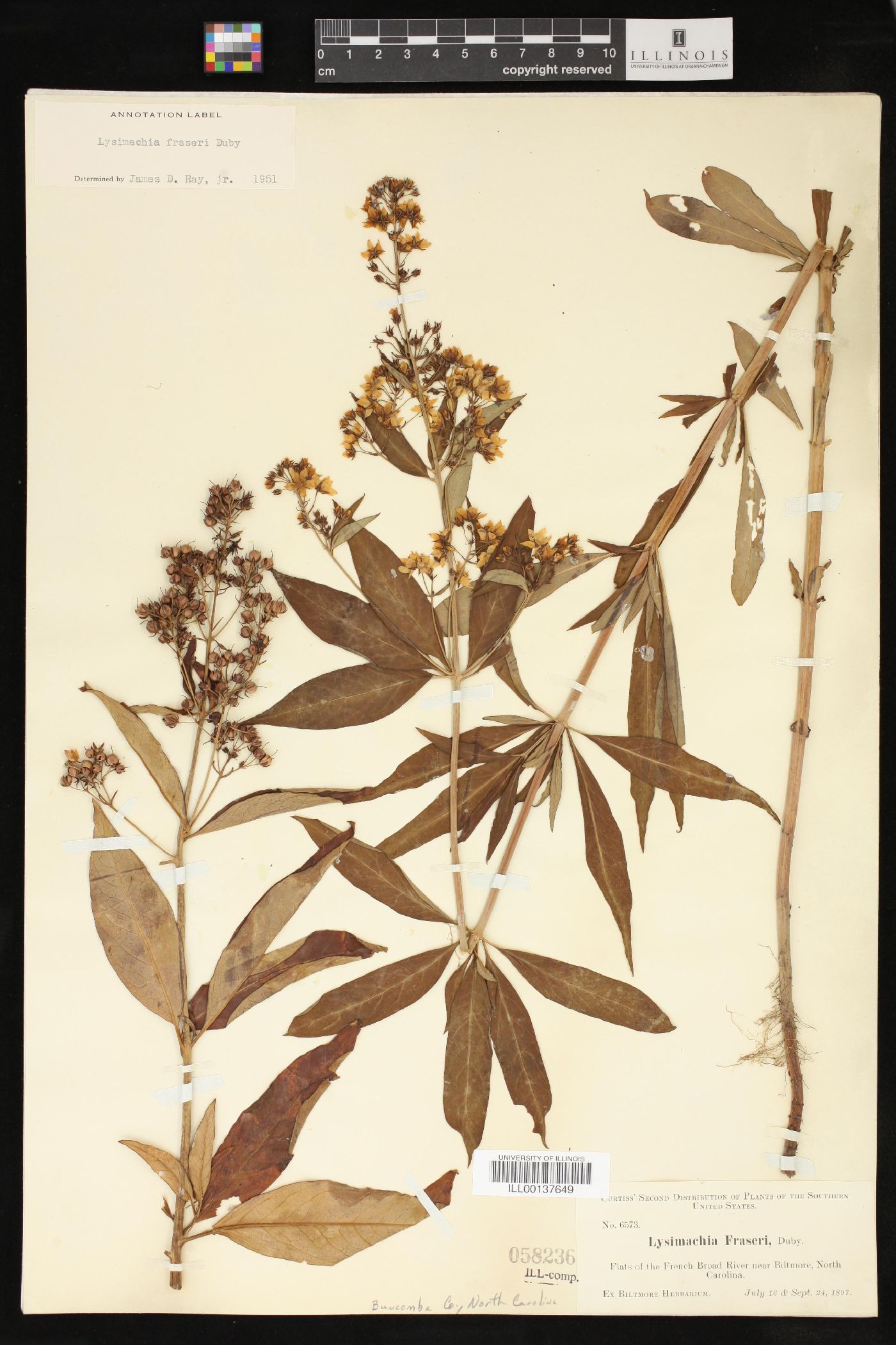Lysimachia fraseri image