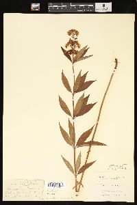 Lysimachia fraseri image