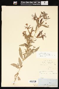 Lysimachia hybrida image