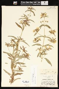 Lysimachia hybrida image