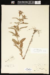 Lysimachia hybrida image