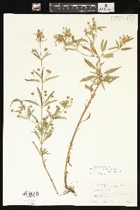 Lysimachia hybrida image