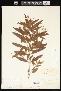 Lysimachia lanceolata image