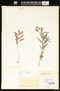 Lysimachia lanceolata image