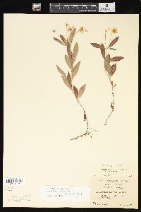 Lysimachia lanceolata image