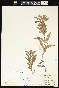 Lysimachia lanceolata image