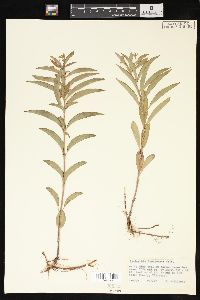 Lysimachia lanceolata image