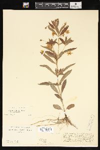 Lysimachia lanceolata image