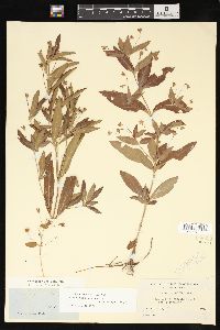 Lysimachia lanceolata image