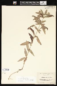 Lysimachia lanceolata image