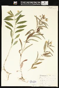 Lysimachia lanceolata image