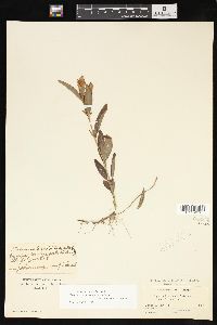 Lysimachia lanceolata image