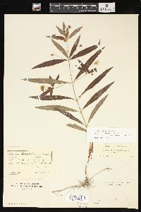 Lysimachia lanceolata image