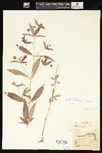 Lysimachia lanceolata image