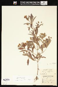 Lysimachia lanceolata image