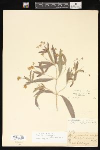 Lysimachia lanceolata image