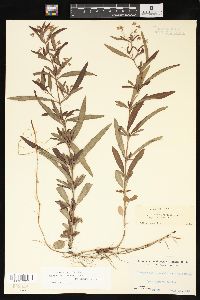 Lysimachia lanceolata image