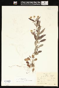 Lysimachia lanceolata image