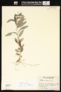 Lysimachia lanceolata image