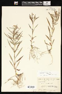 Lysimachia lanceolata image