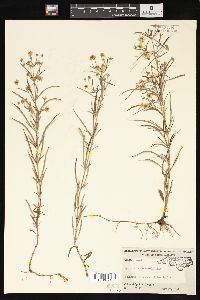 Lysimachia lanceolata image