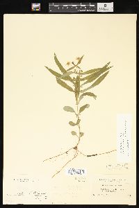 Lysimachia lanceolata image