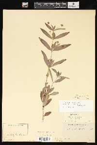 Lysimachia lanceolata image