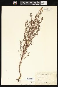 Lysimachia loomisii image