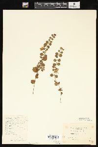 Lysimachia nummularia image