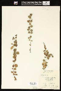 Lysimachia nummularia image