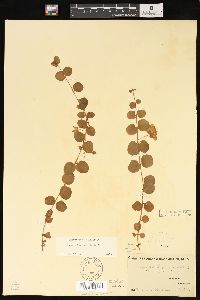 Lysimachia nummularia image