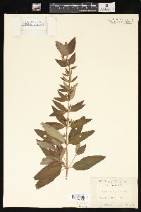 Lysimachia punctata image