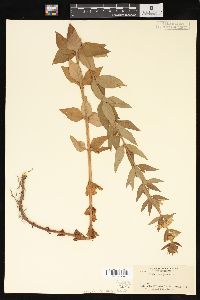 Lysimachia punctata image