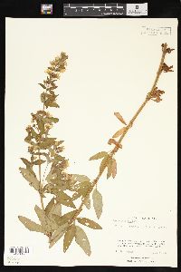 Lysimachia punctata image