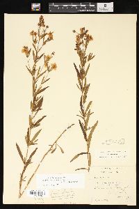 Lysimachia quadriflora image