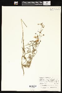 Lysimachia quadriflora image