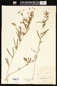 Lysimachia quadriflora image