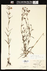 Lysimachia quadriflora image