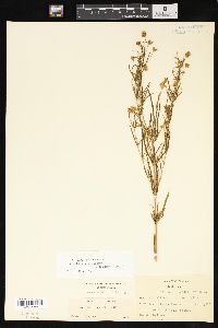 Lysimachia quadriflora image