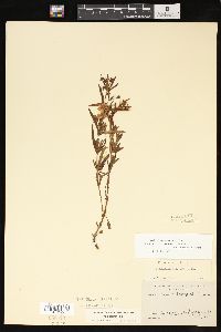 Lysimachia quadriflora image