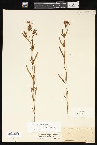 Lysimachia quadriflora image