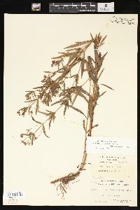 Lysimachia quadriflora image