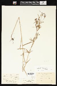 Lysimachia quadriflora image