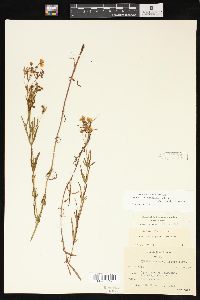 Lysimachia quadriflora image