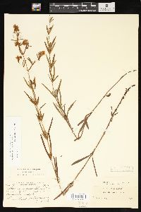 Lysimachia quadriflora image