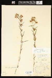 Lysimachia quadriflora image