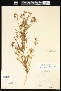 Lysimachia quadriflora image