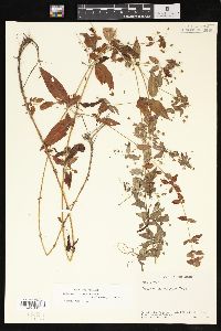 Lysimachia radicans image